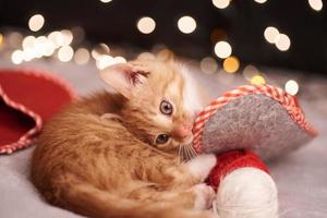 foto navideña con un lindo gato jengibre de luces de colores en el fondo