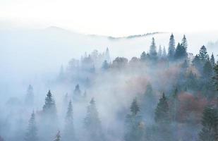 amanecer de hadas en el paisaje del bosque de montaña por la mañana. la niebla sobre el majestuoso pinar. cárpatos, ucrania, europa. mundo de la belleza foto
