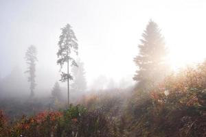 la niebla matutina se arrastra con restos sobre el bosque montañoso otoñal cubierto de hojas doradas