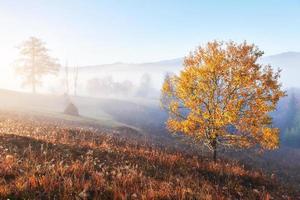 Shiny tree on a hill slope with sunny beams at mountain valley covered with fog. Gorgeous morning scene. Red and yellow autumn leaves. Carpathians, Ukraine, Europe. Discover the world of beauty photo