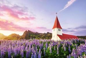Lutheran church in Vik. The picturesque landscapes of forests and mountains. Wild blue lupine blooming in summer. Orange sunset in Iceland photo