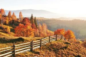 birch forest in sunny afternoon while autumn season. Autumn Landscape. Ukraine. photo