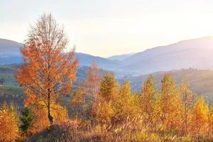 bosque de abedules en la tarde soleada durante la temporada de otoño. paisaje de otoño Ucrania. foto