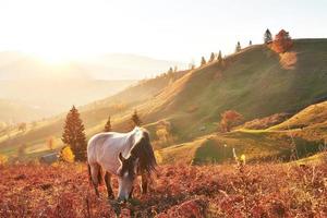 White Arabian horse graze on on the mountain slope at sundown in orange sunny beams. Carpathians, Ukraine, Europe photo