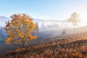 árbol brillante en la ladera de una colina con rayos soleados en el valle de la montaña cubierto de niebla. hermosa escena de la mañana. hojas de otoño rojas y amarillas. cárpatos, ucrania, europa. descubre el mundo de la belleza foto