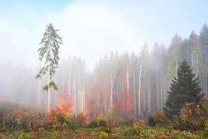 hermosa niebla matutina y rayos de sol en el bosque de pinos de otoño foto