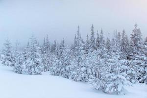 bosque de invierno congelado en la niebla. pino en la naturaleza cubierto de nieve fresca cárpatos, ucrania foto