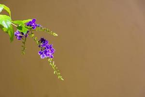 flor morada, arbusto de mariposa, buddleia davidii, en una pared de fondo naranja gris foto