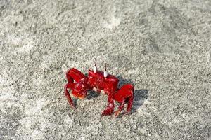 Red Rock Sea Fresh Water Crab on the Sandy Beach Sea Shore photo