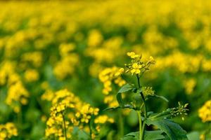 flor de mostaza amarilla, campo de brassica con un solo capullo de flor en foco foto