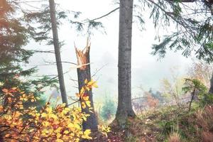 Morning fog creeps with scraps over autumn mountain forest covered in gold leaves photo