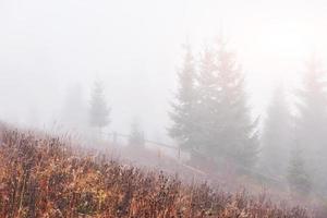 Morning fog creeps with scraps over autumn mountain forest covered in gold leaves photo