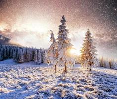 magical moment, snow covered trees. Winter landscape. photo