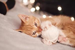 Christmas picture with a cute ginger cat of colorful lights on the background photo