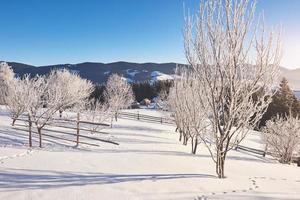 Mysterious winter landscape majestic mountains in winter. Magical winter snow covered tree. Carpathian. Ukraine photo