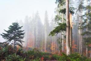 hermosa mañana en el brumoso bosque otoñal con majestuosos árboles de colores foto