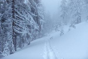 Fantastic winter landscape. On the eve of the holiday. The dramatic scene. Carpathian, Ukraine, Europe. Happy New Year photo