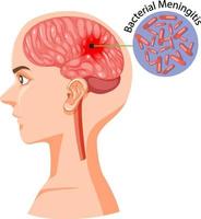 sección de cabeza humana con cerebro vector