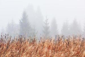 Misty beech forest on the mountain slope in a nature reserve photo