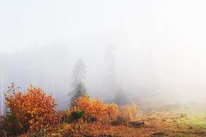 Morning fog creeps with scraps over autumn mountain forest covered in gold leaves photo