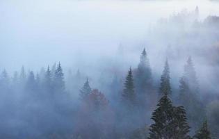 Fairy sunrise in the mountain forest landscape in the morning. The fog over the majestic pine forest. Carpathian, Ukraine, Europe. Beauty world photo