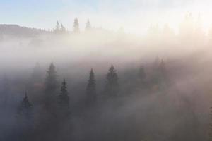 Misty beech forest on the mountain slope in a nature reserve photo