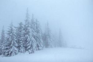 bosque de invierno congelado en la niebla. pino en la naturaleza cubierto de nieve fresca cárpatos, ucrania foto