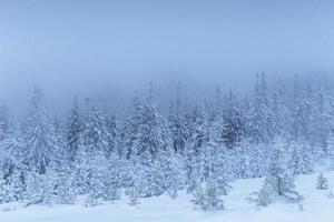 Frozen winter forest in the fog. Pine tree in nature covered with fresh snow Carpathian, Ukraine photo