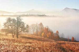 Shiny tree on a hill slope with sunny beams at mountain valley covered with fog. Gorgeous morning scene. Red and yellow autumn leaves. Carpathians, Ukraine, Europe. Discover the world of beauty photo