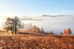 Shiny tree on a hill slope with sunny beams at mountain valley covered with fog. Gorgeous morning scene. Red and yellow autumn leaves. Carpathians, Ukraine, Europe. Discover the world of beauty