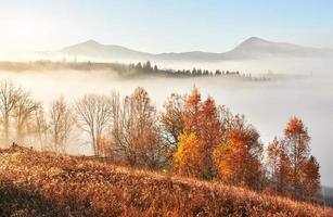 Majestic landscape with autumn trees in misty forest. Carpathian, Ukraine, Europe. Beauty world photo