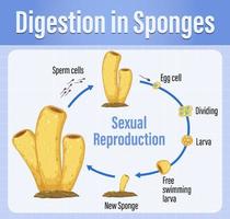 diagrama que muestra la digestión en esponjas vector