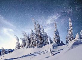 magical winter snow covered tree. Winter landscape. photo