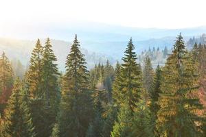 Majestic pine tree forest at autumn mountain valley. Dramatic picturesque morning scene. Warm toning effect. Carpathians, Ukraine, Europe photo