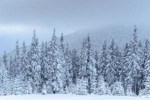 bosque de invierno congelado en la niebla. pino en la naturaleza cubierto de nieve fresca cárpatos, ucrania foto