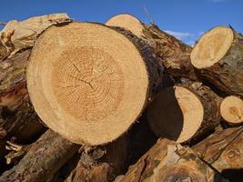 troncos de madera picada apilados al aire libre foto