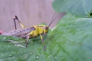 saltamontes en la naturaleza foto