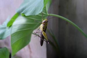 saltamontes en la naturaleza foto