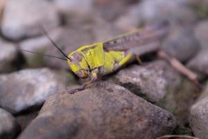 saltamontes en la naturaleza foto