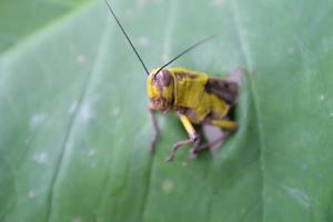 Grasshopper in nature photo