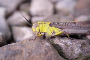 saltamontes en la naturaleza foto