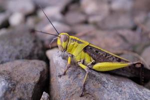 saltamontes en la naturaleza foto