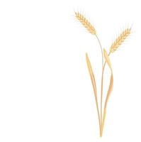 Wheat vector stock illustration. Rye. Ears of oats. Golden ripe barley grains. A field plant. Illustration for flour and Isolated on a white background.