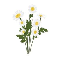 Bouquet of daisies vector stock illustration. Spring bunch of meadow flowers. White petals. Isolated on a white background.