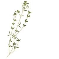 Thyme vector stock illustration. A green branch of thyme. Isolated on a white background. Plant. Spice of Provencal herbs. Seasoning.