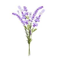 Lavender vector stock illustration. Purple flowers. A delicate bouquet for a wedding invitation. Fragrant herbs of Provence. Isolated on a white background.