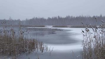 dia de inverno no lago. bando de patos na água. Está nevando.