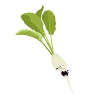 White radishes vector stock illustration. Mooli radish daikon plants and roots, mooli kumbong variety. Chinese radish. Isolated on a white background.