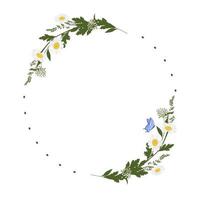 Daisy wreath vector stock illustration. A vignette of meadow flowers. Spring template for an invitation card. A circle of fresh herbs and leaves. Butterflies. Isolated on a white background.