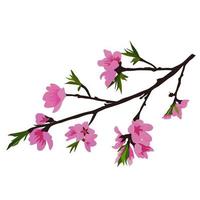 Ilustración de stock de vector de rama de ciruelo floreciente. rama y brotes, hojas. plantilla para una carta de invitación en primavera. Aislado en un fondo blanco.